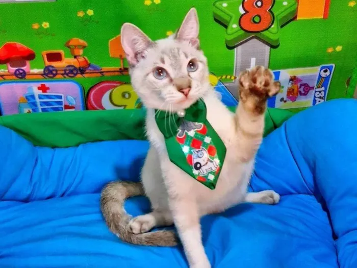 Gato ra a SRD-ViraLata idade 2 a 6 meses nome Clark