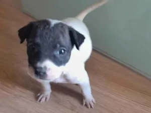 Cachorro raça SRD-ViraLata idade Abaixo de 2 meses nome Sem nome