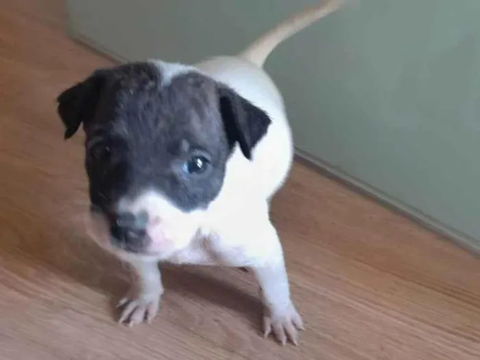 Cachorro ra a SRD-ViraLata idade Abaixo de 2 meses nome Sem nome