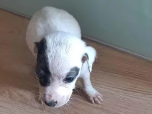 Cachorro raça SRD-ViraLata idade Abaixo de 2 meses nome Sem nome