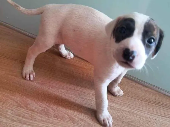 Cachorro ra a SRD-ViraLata idade Abaixo de 2 meses nome Sem nome
