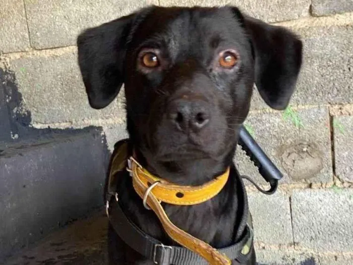 Cachorro ra a SRD-ViraLata idade 3 anos nome Zeus