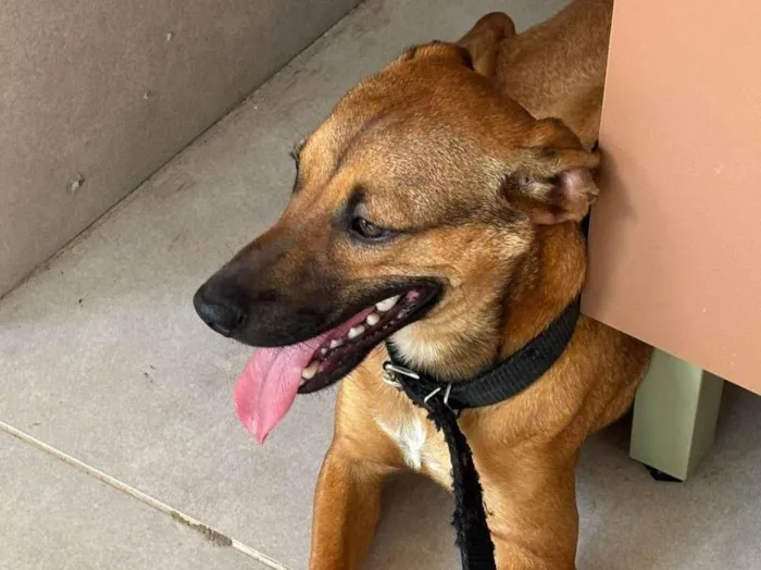 Cachorro ra a SRD-ViraLata com Basset idade 7 a 11 meses nome Sushi