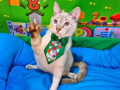 Gato raça SRD-ViraLata idade 2 a 6 meses nome Clark