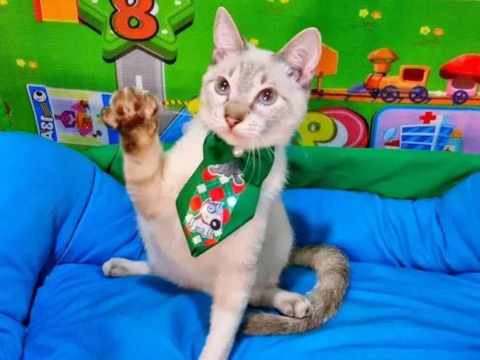 Gato ra a SRD-ViraLata idade 2 a 6 meses nome Clark