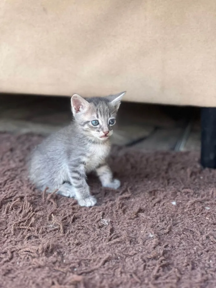 Gato ra a SRD-ViraLata idade 2 a 6 meses nome Tigris