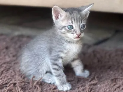 Gato raça SRD-ViraLata idade 2 a 6 meses nome Tigris