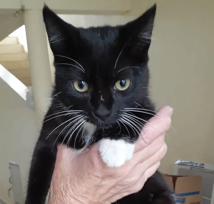 Gato ra a SRD-ViraLata idade 2 a 6 meses nome Gatinha Frajolinha