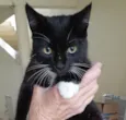 Gatinha Frajolinha