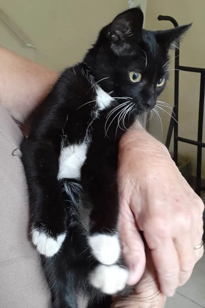 Gato ra a SRD-ViraLata idade 2 a 6 meses nome Gatinha Frajolinha