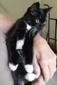 Gatinha Frajolinha