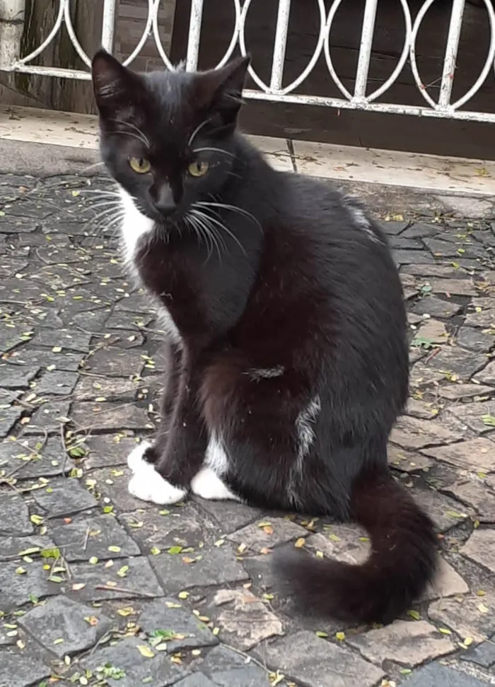 Gato ra a SRD-ViraLata idade 2 a 6 meses nome Gatinha Frajolinha
