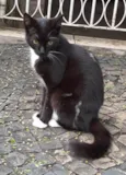 Gatinha Frajolinha