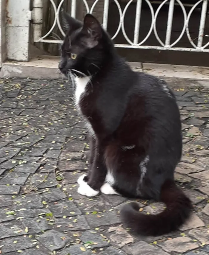 Gato ra a SRD-ViraLata idade 2 a 6 meses nome Gatinha Frajolinha