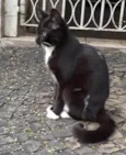 Gatinha Frajolinha