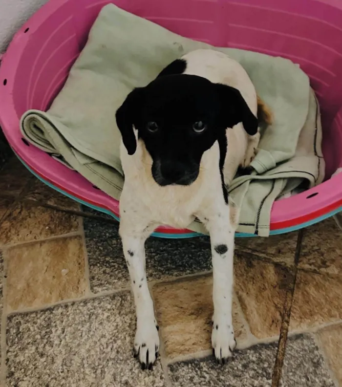 Cachorro ra a SRD-ViraLata idade 2 anos nome Naomi