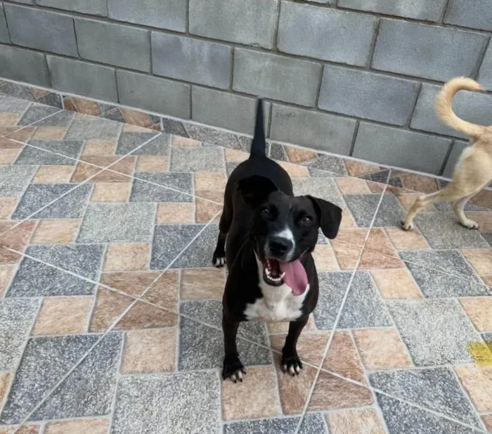 Cachorro ra a SRD-ViraLata idade 2 anos nome Naomi