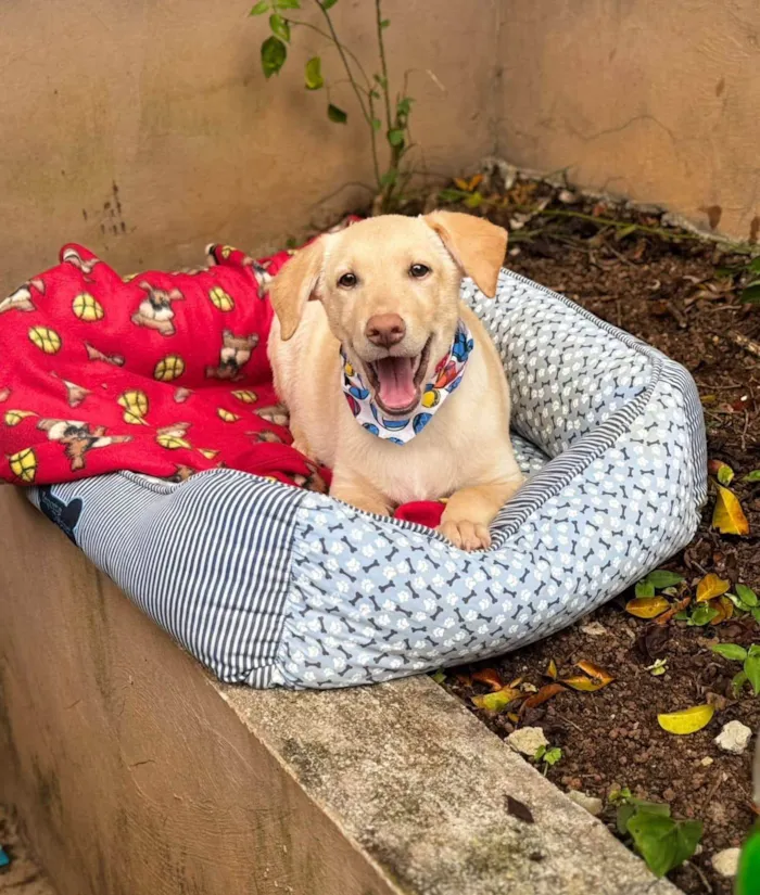 Cachorro ra a SRD-ViraLata idade 7 a 11 meses nome Zangado 