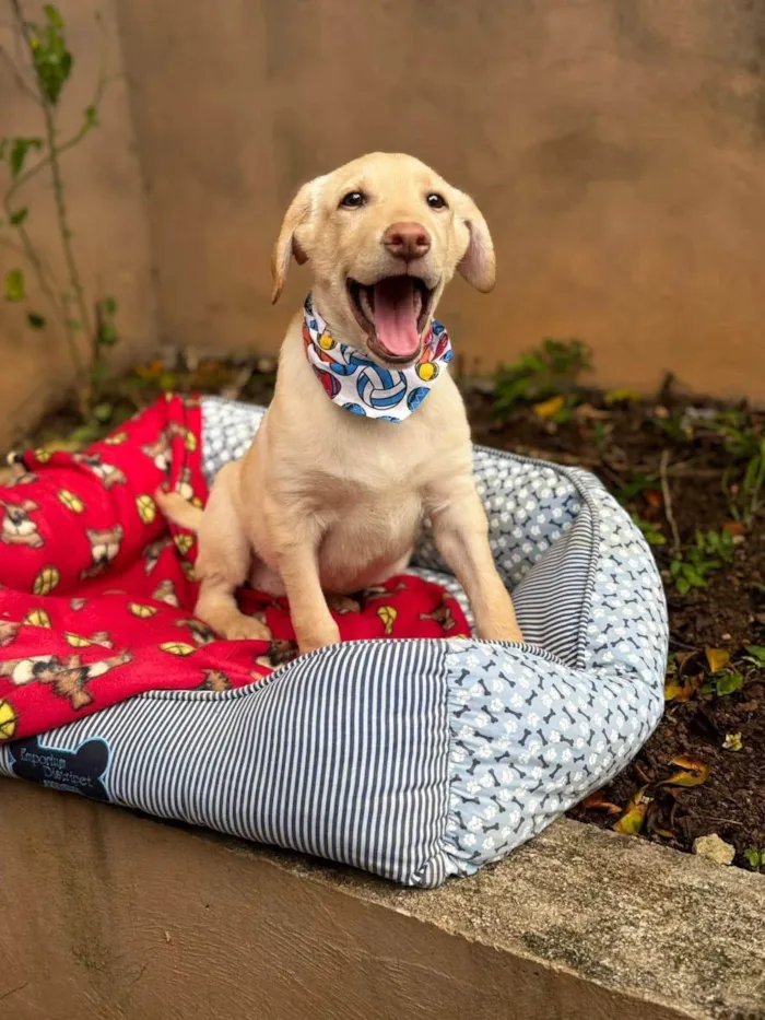Cachorro ra a SRD-ViraLata idade 7 a 11 meses nome Zangado 