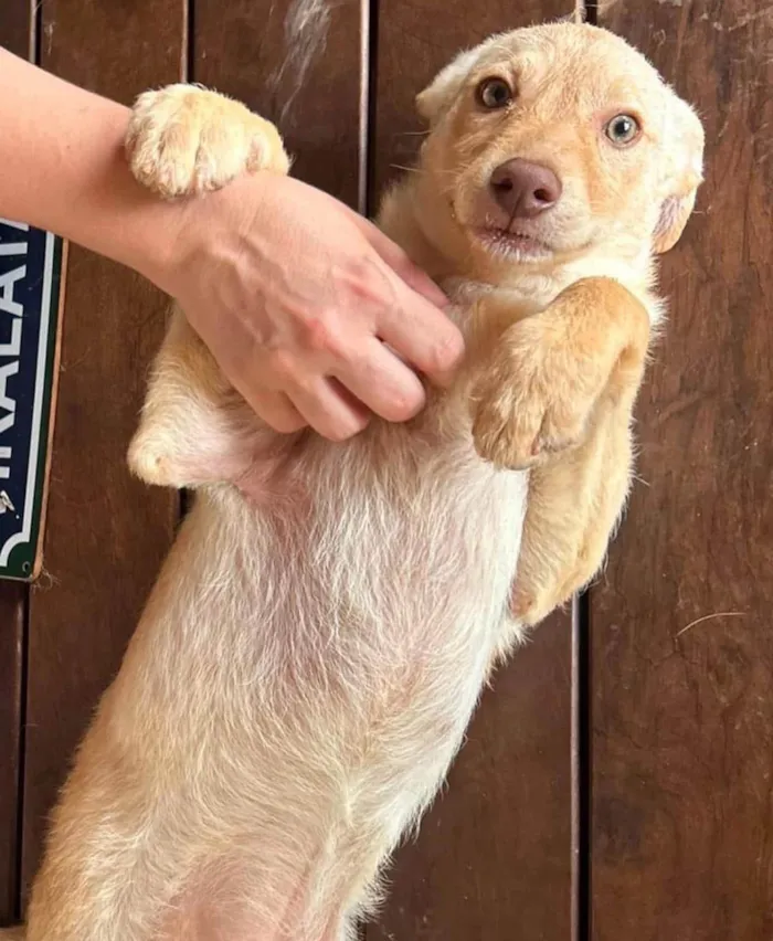 Cachorro ra a SRD-ViraLata idade 7 a 11 meses nome Zangado 
