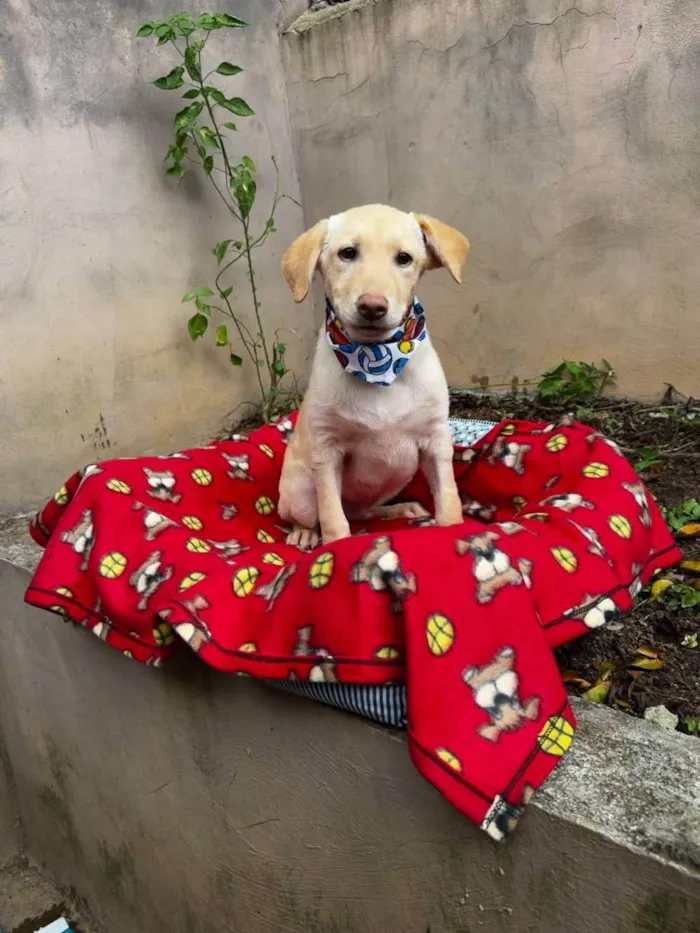 Cachorro ra a SRD-ViraLata idade 7 a 11 meses nome Zangado 