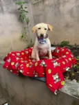 Zangado