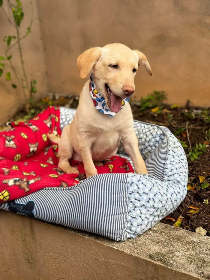 Cachorro ra a SRD-ViraLata idade 7 a 11 meses nome Zangado 