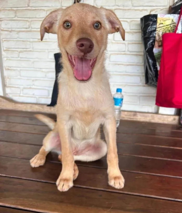 Cachorro ra a SRD-ViraLata idade 7 a 11 meses nome Zangado 