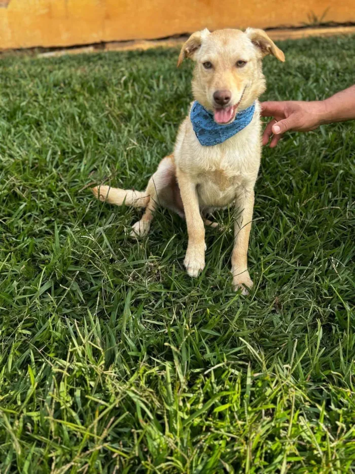 Cachorro ra a SRD-ViraLata idade 7 a 11 meses nome Zangado 