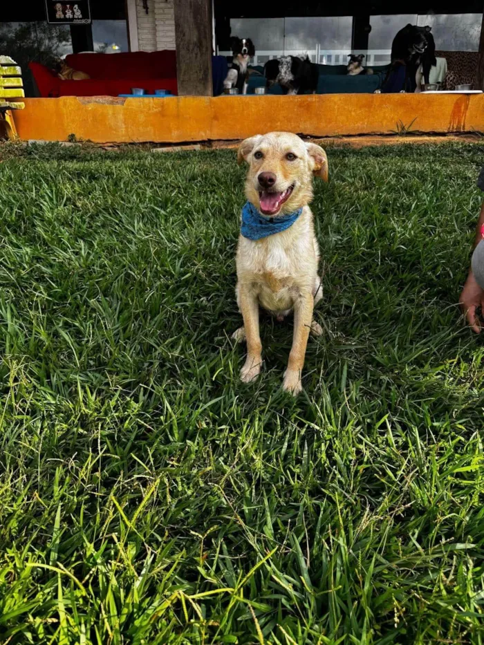 Cachorro ra a SRD-ViraLata idade 7 a 11 meses nome Zangado 