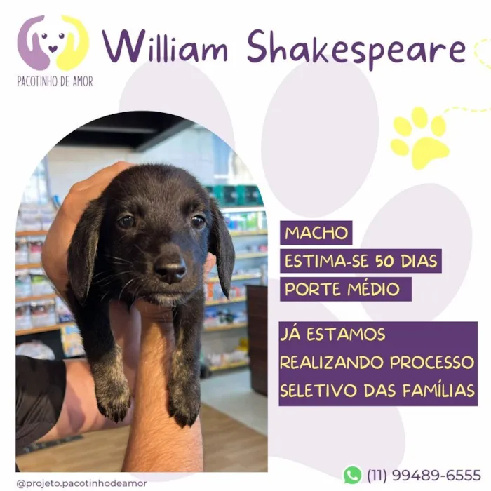 Cachorro ra a SRD-ViraLata idade Abaixo de 2 meses nome Willian