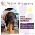 Willian