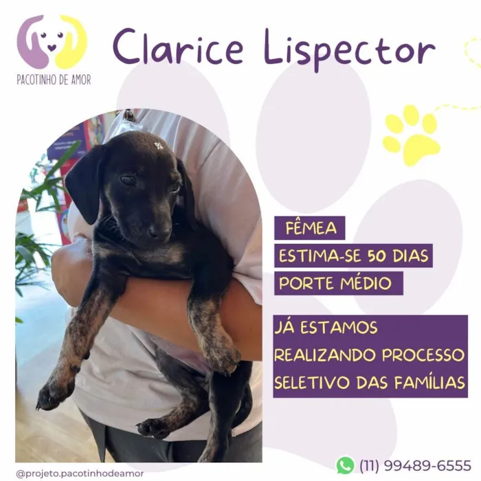 Cachorro ra a SRD-ViraLata idade Abaixo de 2 meses nome Clarice