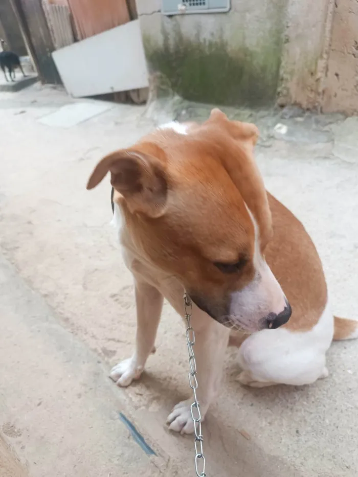 Cachorro ra a SRD-ViraLata idade 7 a 11 meses nome Simon bb10meses lindo 
