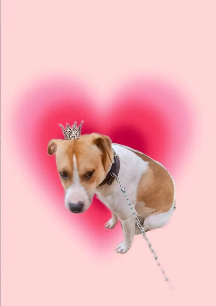 Cachorro ra a SRD-ViraLata idade 7 a 11 meses nome Simon bb10meses lindo 