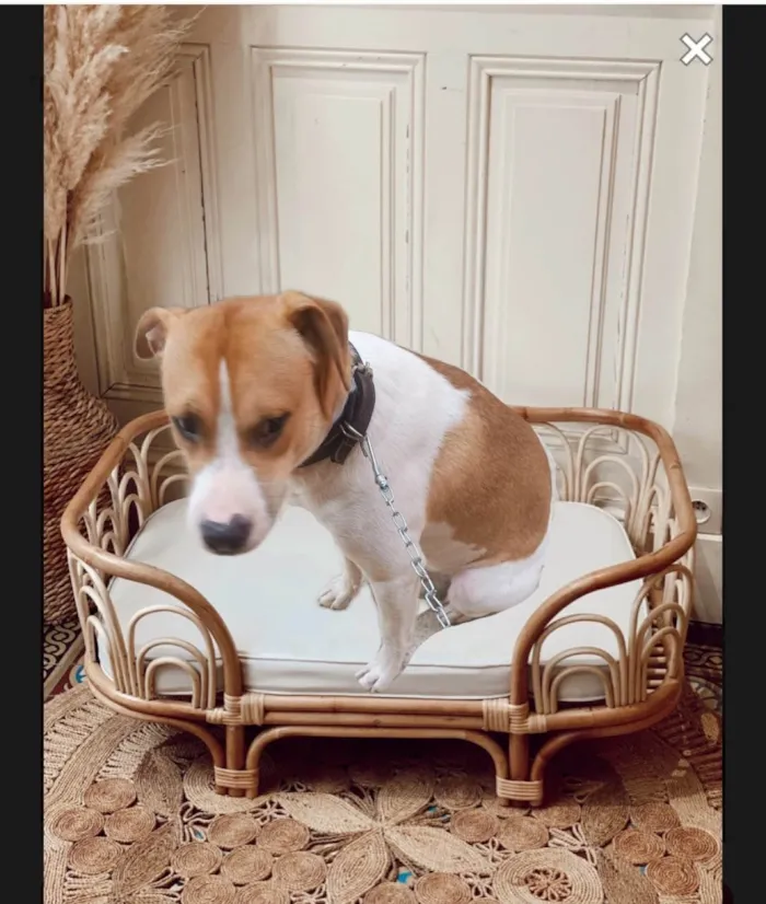 Cachorro ra a SRD-ViraLata idade 7 a 11 meses nome Simon bb10meses lindo 