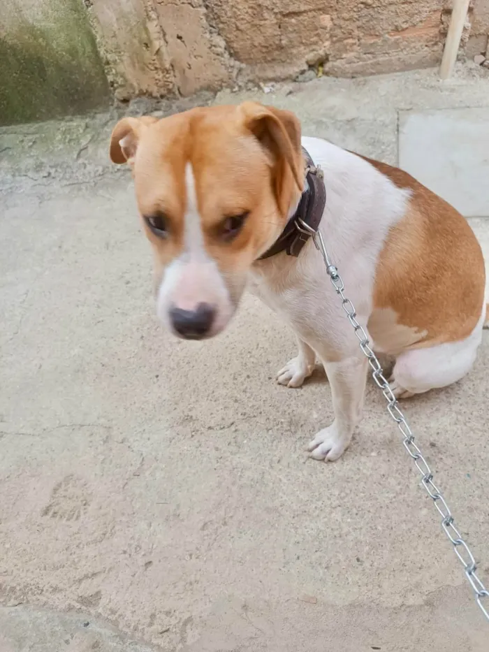Cachorro ra a SRD-ViraLata idade 7 a 11 meses nome Simon bb10meses lindo 