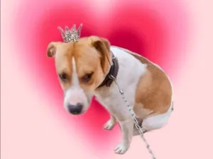 Cachorro raça SRD-ViraLata idade 7 a 11 meses nome Simon bb10meses lindo 