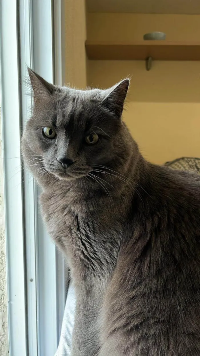 Gato ra a SRD-ViraLata idade 6 ou mais anos nome Benjamin