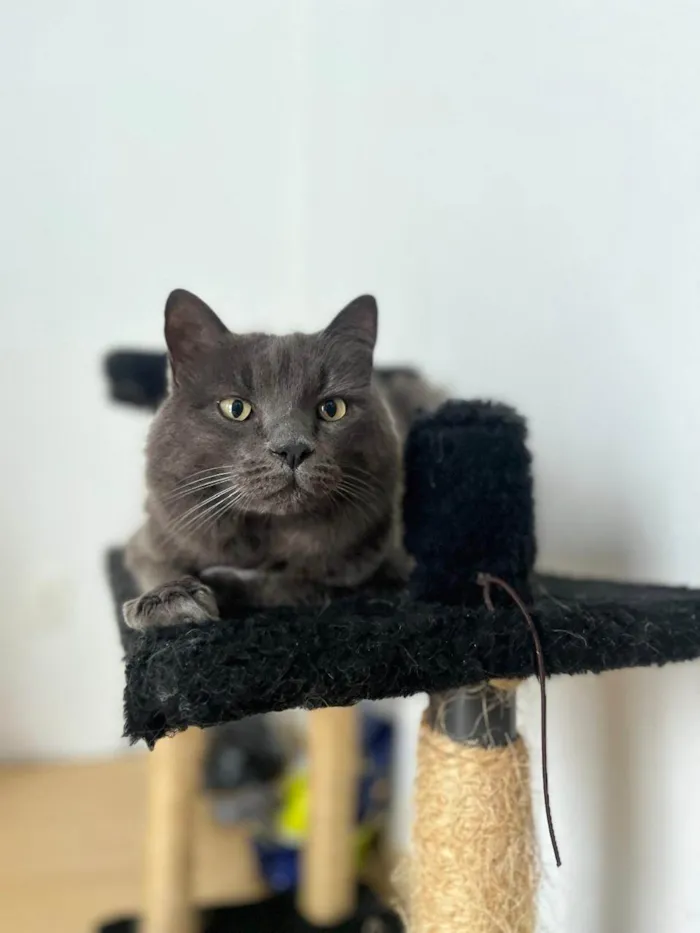 Gato ra a SRD-ViraLata idade 6 ou mais anos nome Benjamin