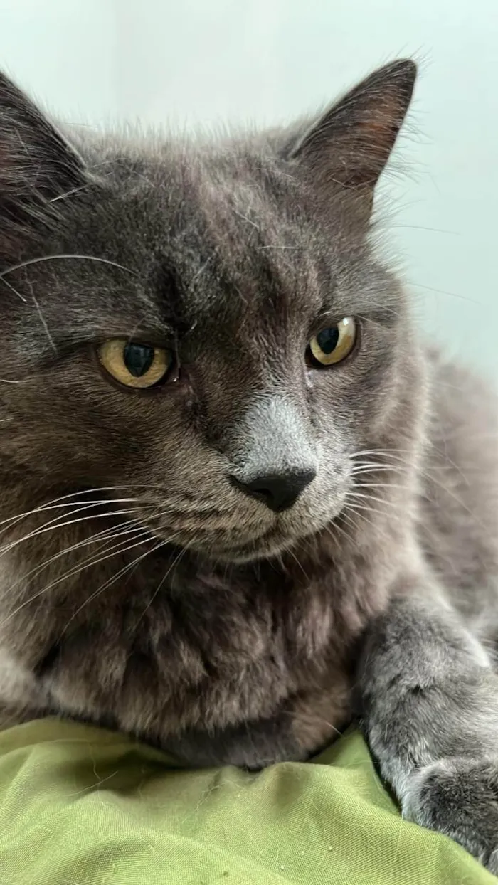 Gato ra a SRD-ViraLata idade 6 ou mais anos nome Benjamin