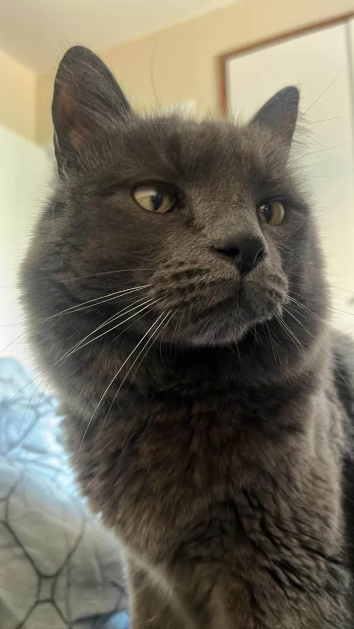 Gato ra a SRD-ViraLata idade 6 ou mais anos nome Benjamin