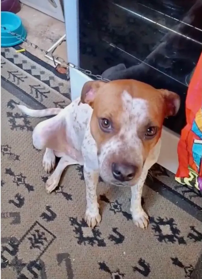 Cachorro ra a SRD-ViraLata idade 7 a 11 meses nome Billy bb10meses lindo 