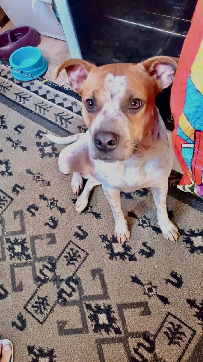 Cachorro ra a SRD-ViraLata idade 7 a 11 meses nome Billy bb10meses lindo 
