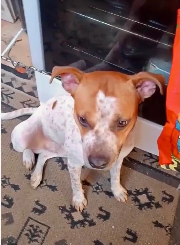 Cachorro ra a SRD-ViraLata idade 7 a 11 meses nome Billy bb10meses lindo 