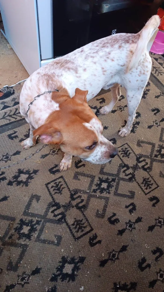 Cachorro ra a SRD-ViraLata idade 7 a 11 meses nome Billy bb10meses lindo 