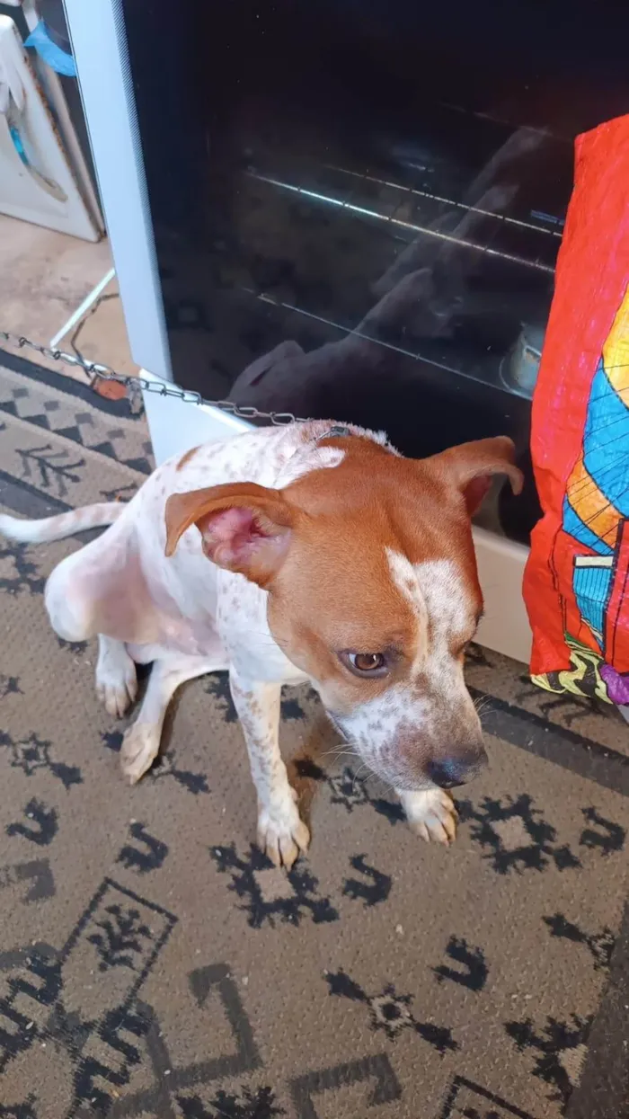 Cachorro ra a SRD-ViraLata idade 7 a 11 meses nome Billy bb10meses lindo 