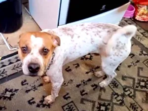 Cachorro raça SRD-ViraLata idade 7 a 11 meses nome Billy bb10meses lindo 