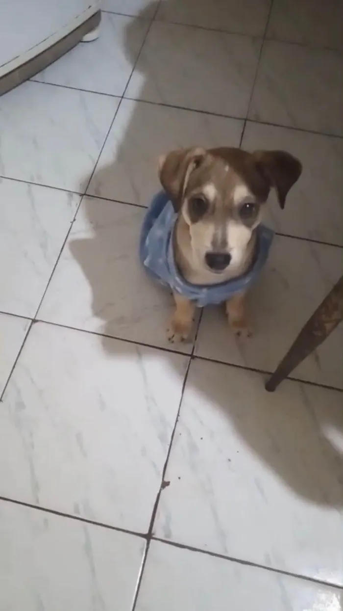 Cachorro ra a SRD-ViraLata idade 2 a 6 meses nome Nino bb5meses 