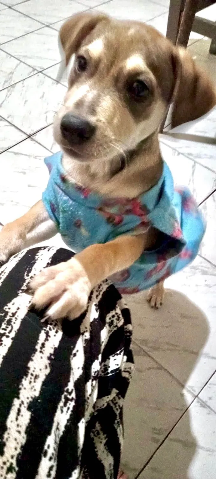 Cachorro ra a SRD-ViraLata idade 2 a 6 meses nome Nino bb5meses 